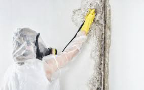 Why You Should Choose Our Mold Remediation Services in Wetumka, OK